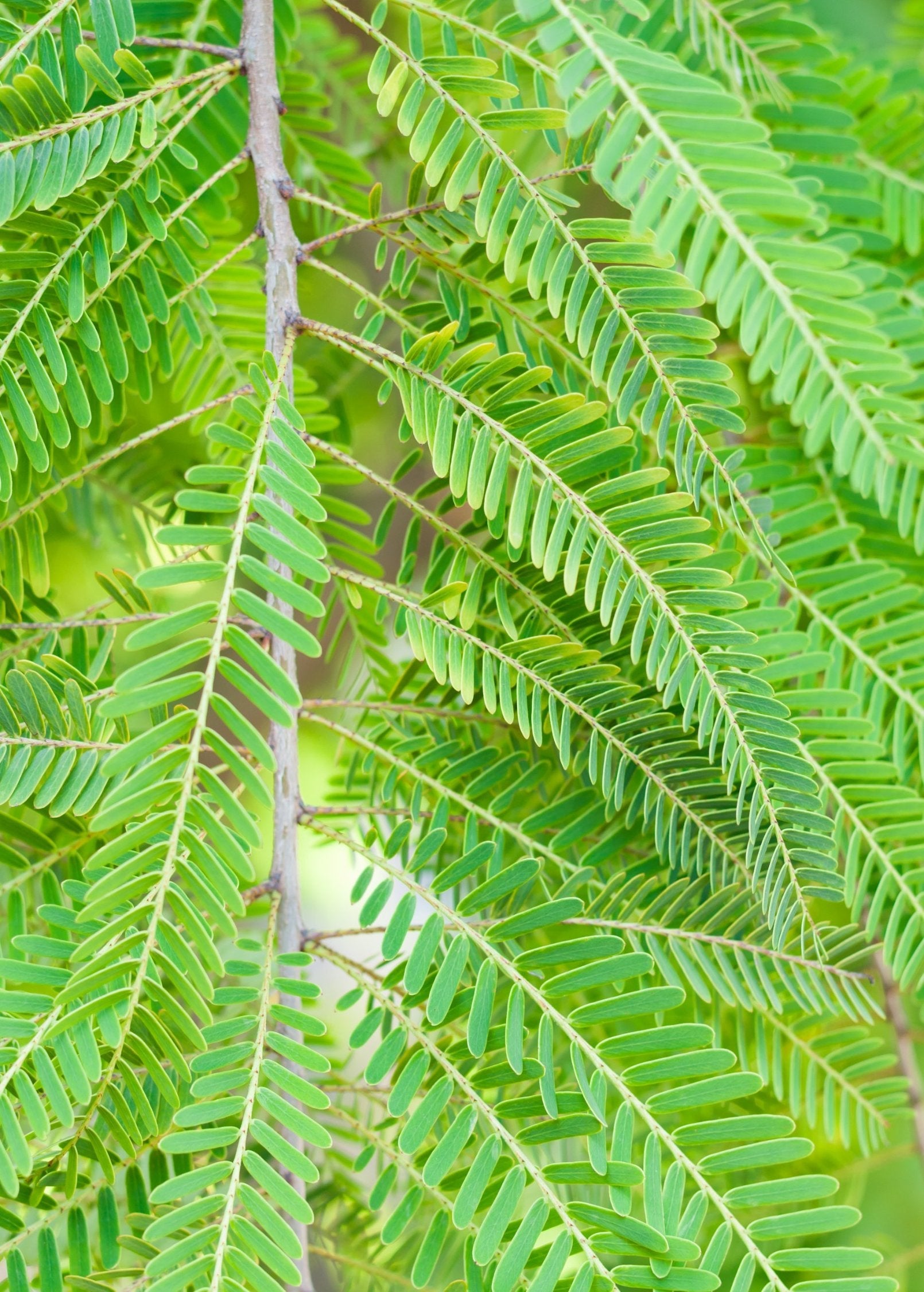 Amla, Indian Gooseberry (Phyllanthus emblica)