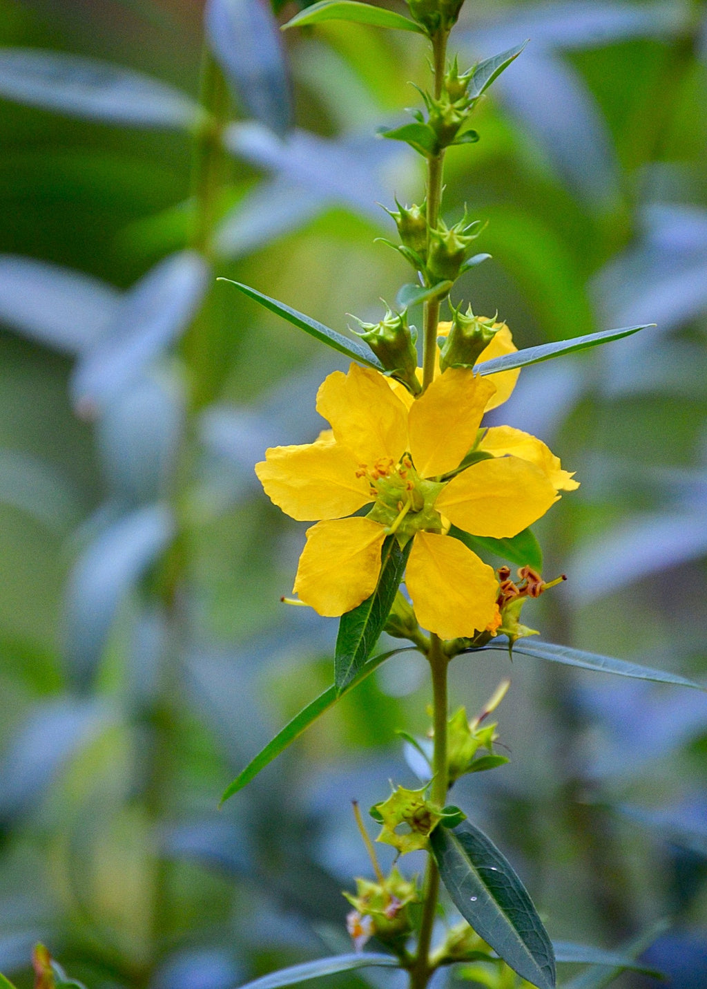 Sun Opener, Sinicuichi (Heimia salicifolia)