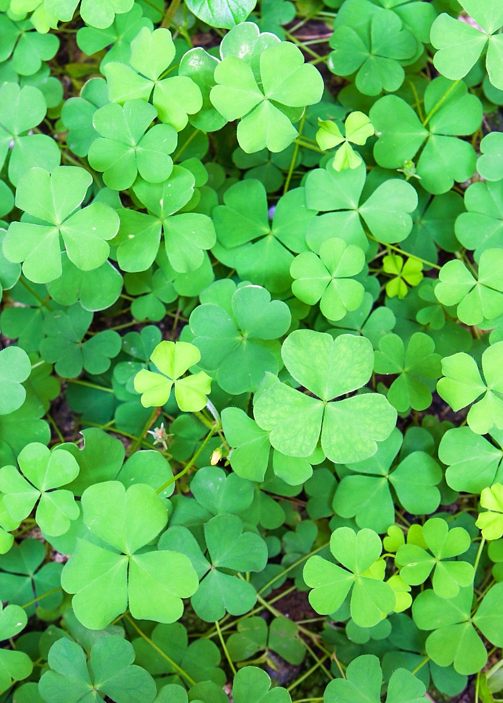 Sushni (Marsilea minuta)
