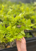 Brazilian Guava (Psidium angulatum)