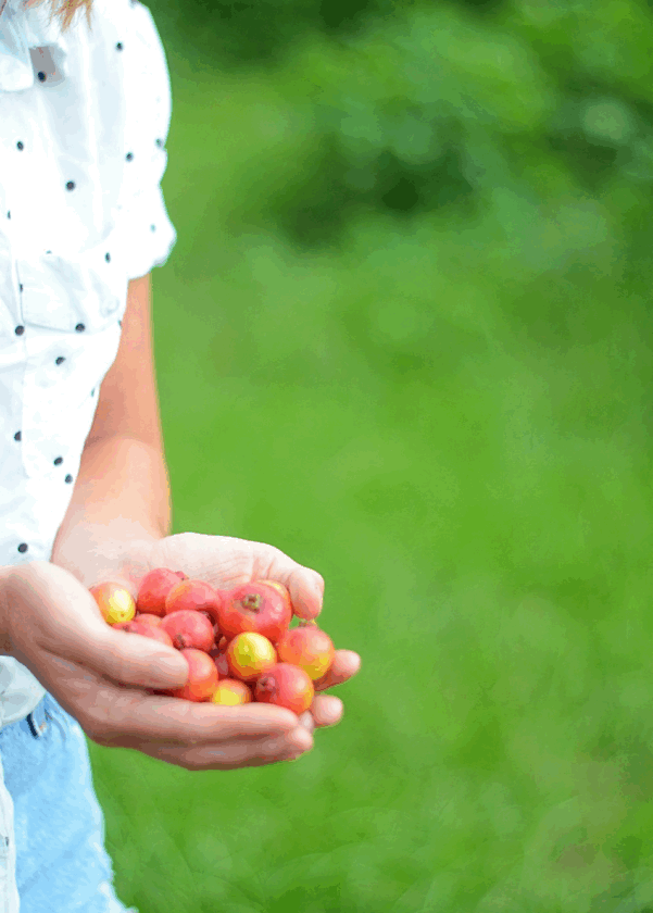 Guava, Strawberry (Psidium cattleianum)