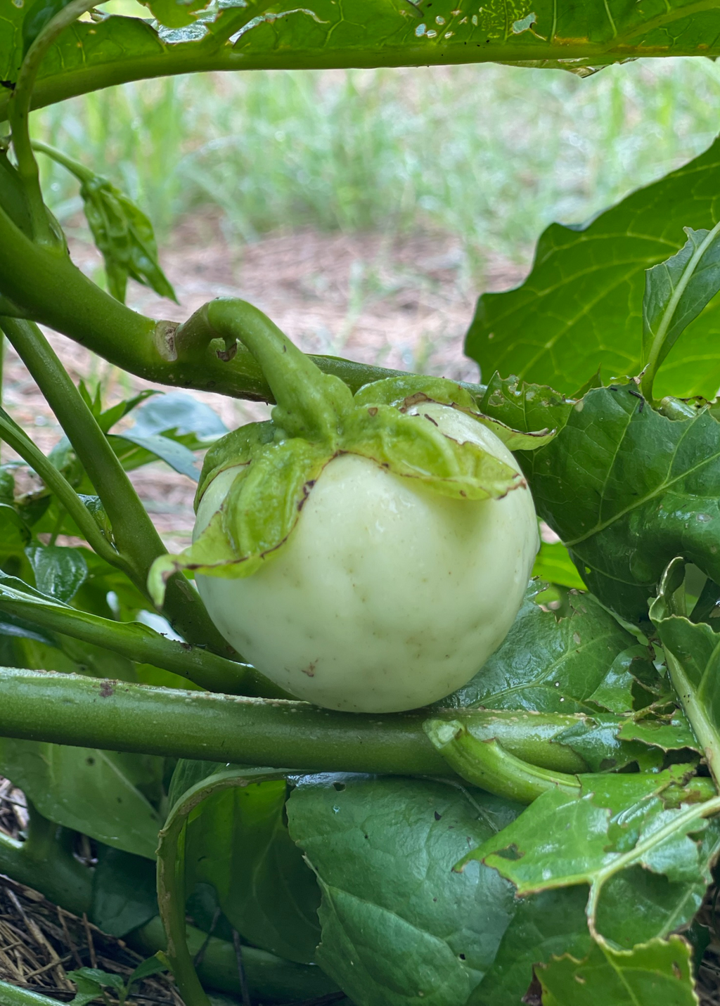 African Eggplant, Nya Nya Chungu (Solanum aethiopicum)