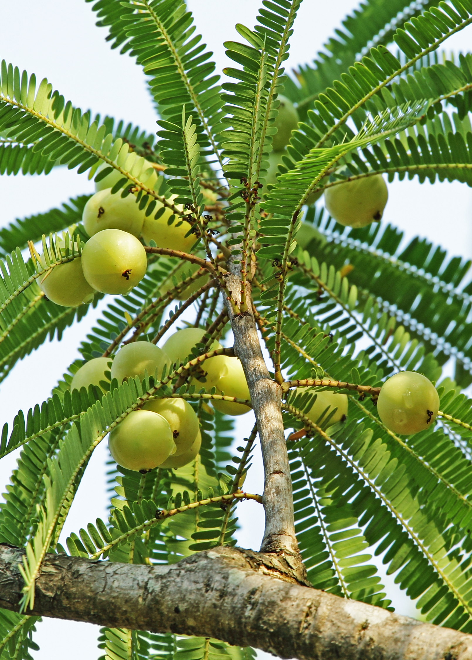 Amla, Indian Gooseberry (Phyllanthus emblica)