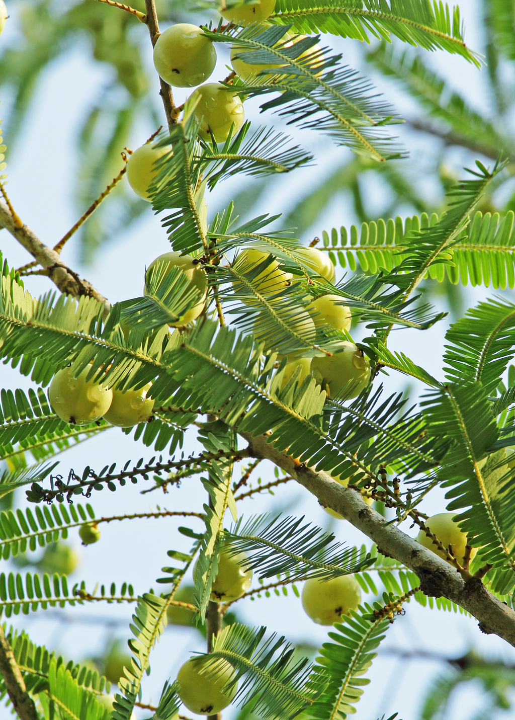 Amla, Indian Gooseberry (Phyllanthus emblica)