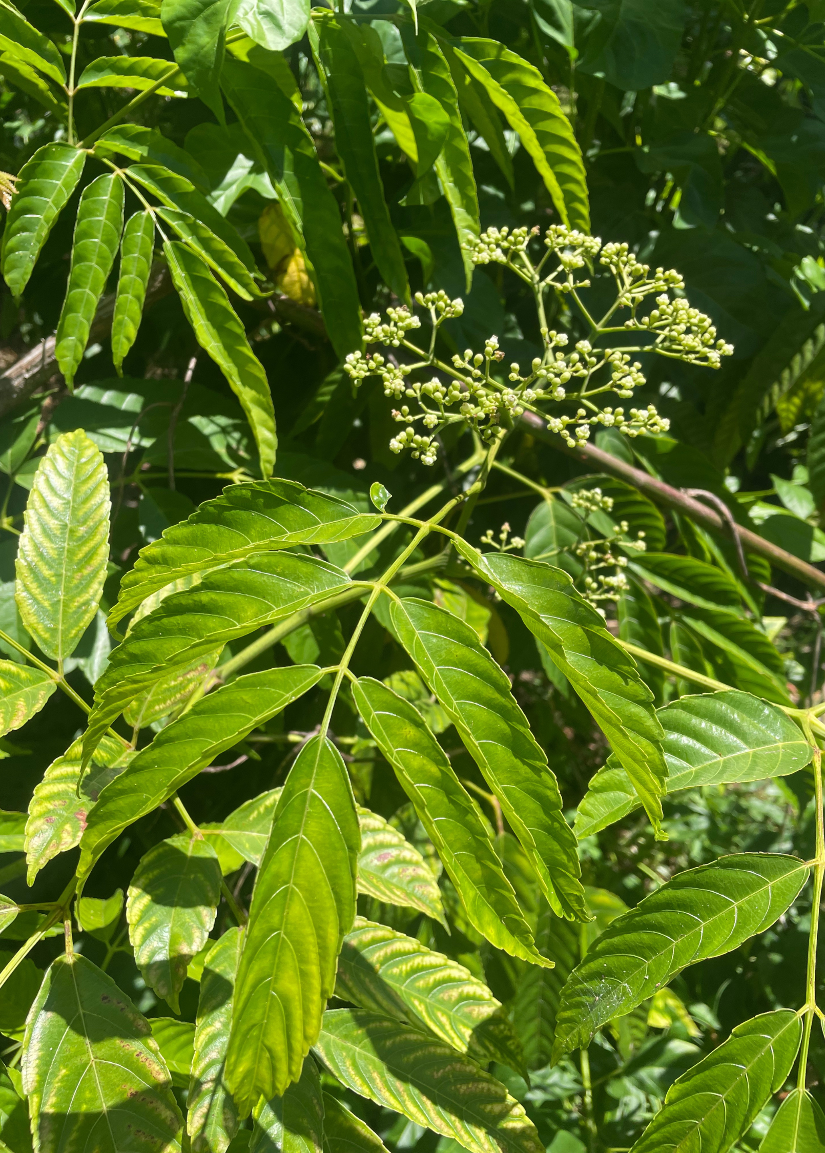 Bandicoot Berry (Leea indica)