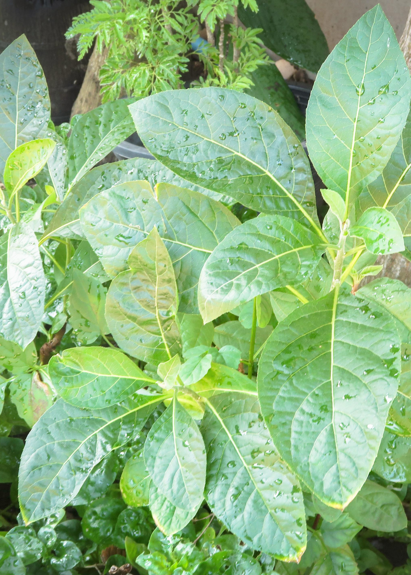 Bitter Leaf Tree (Gymnanthemum extensum)