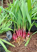 Bawang Dayak (Eleutherine bulbosa)