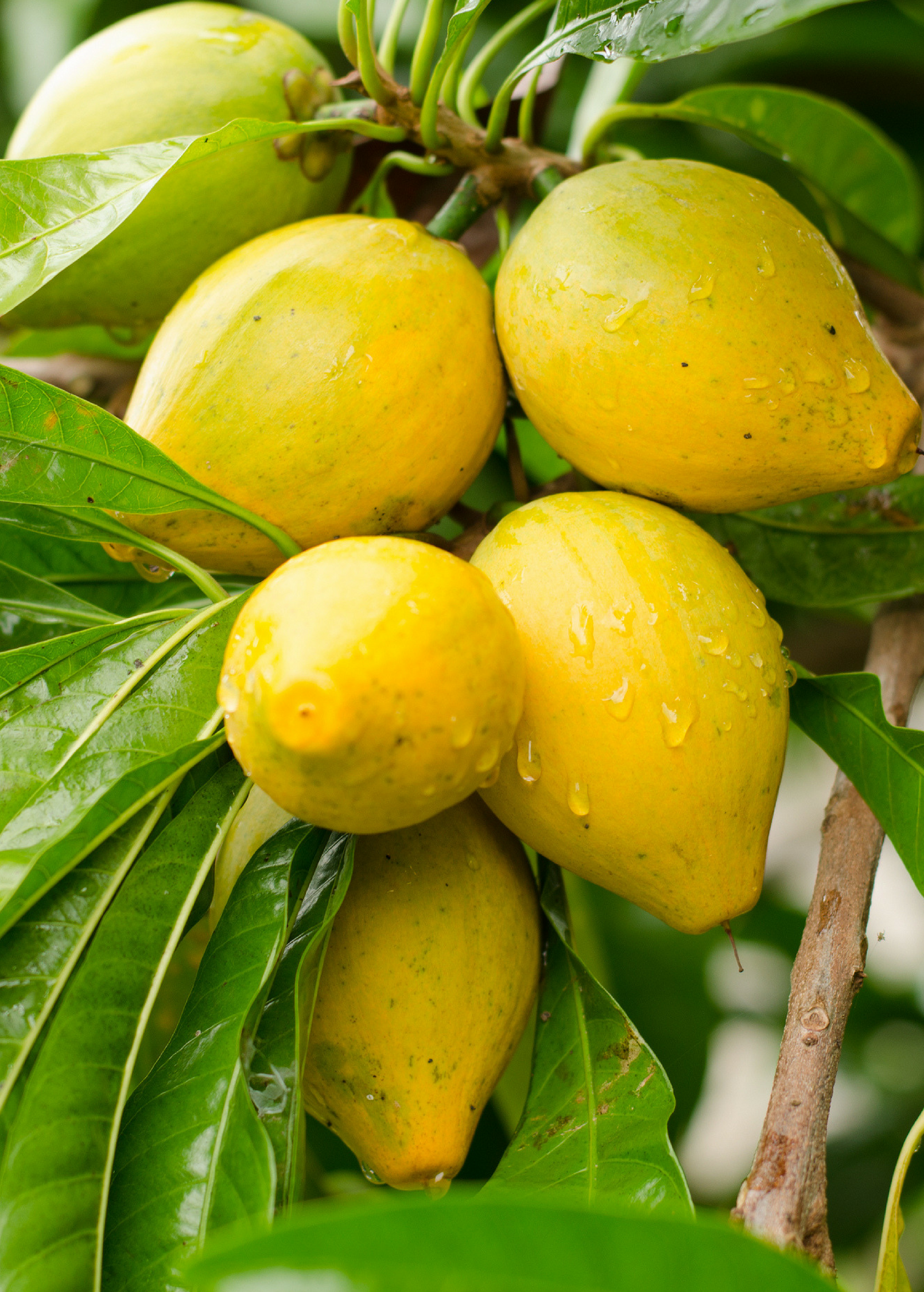 Canistel 'Arue' (Pouteria campechiana)