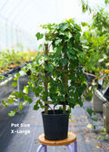 Grape 'Carlos' (Vitis rotundifolia 'Carlos')