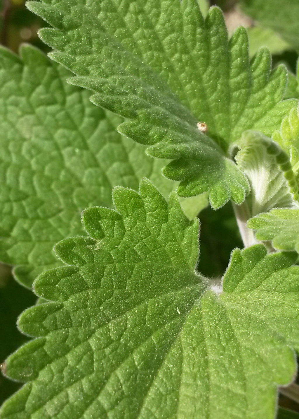 Catnip (Nepeta cataria)