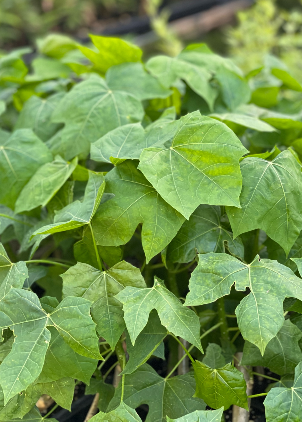 Chaya, Mexican Tree Spinach (Cnidoscolus aconitifolius)