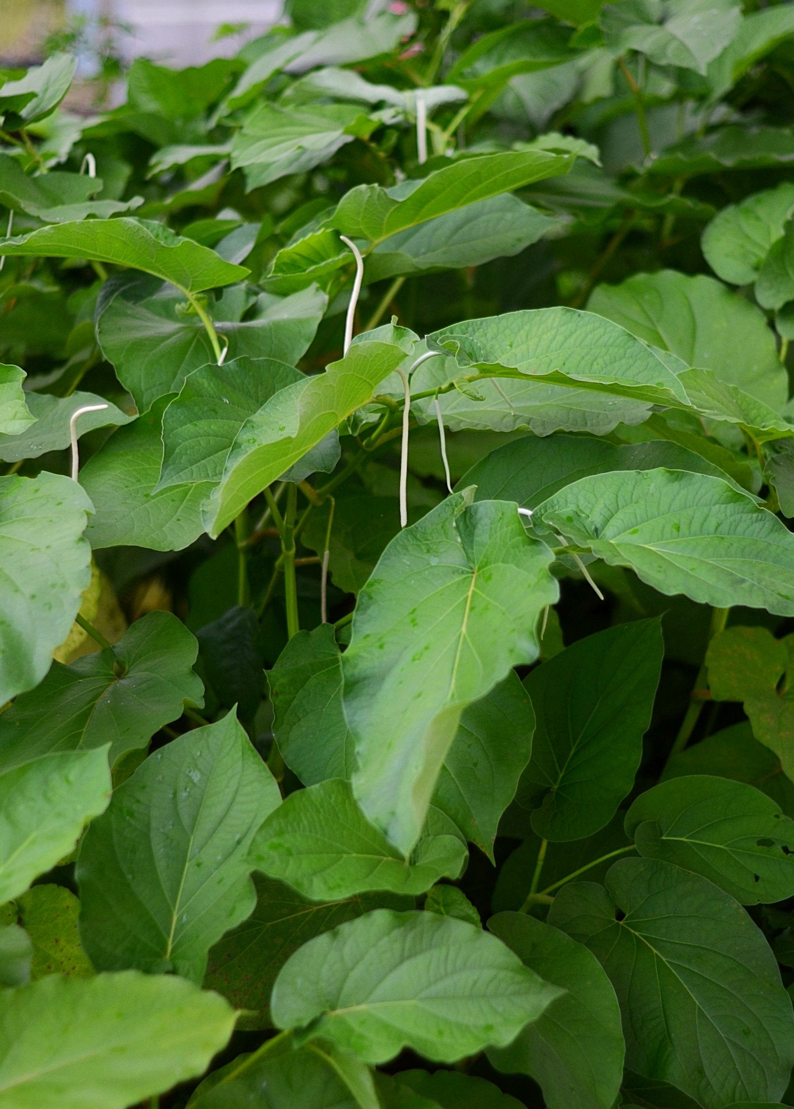 Hoja Santa (Piper auritum)