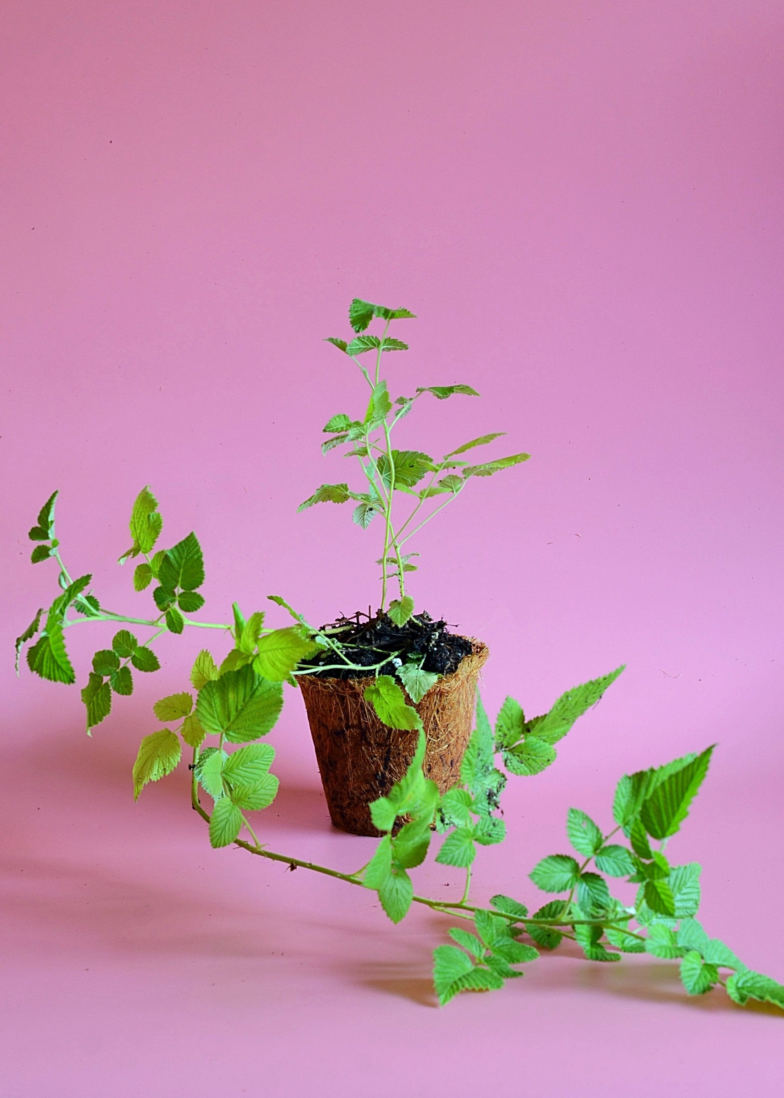 Raspberry 'Mysore' (Rubus niveus)