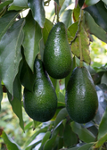 Avocado 'Fantastic' (Persea americana)