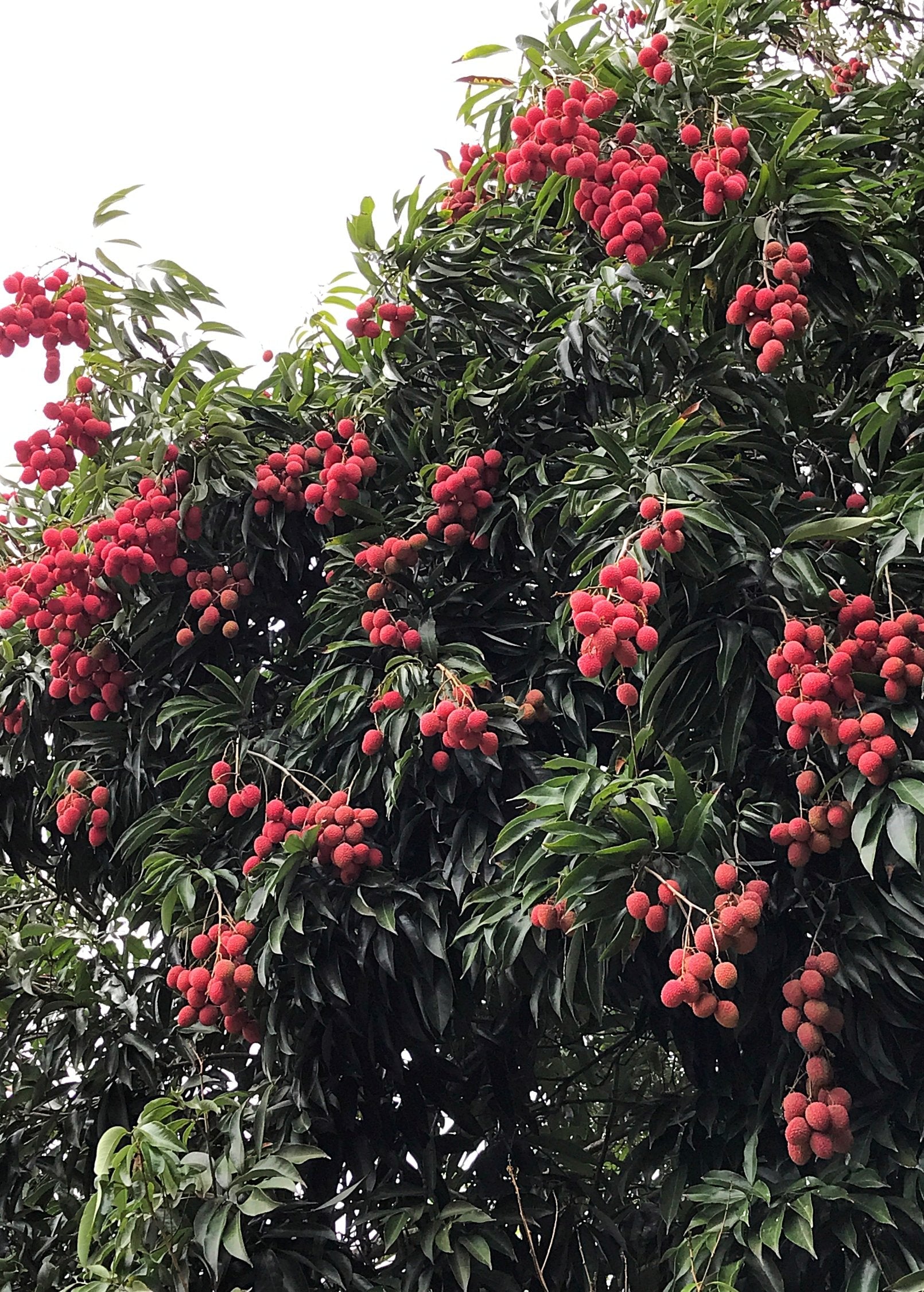 Lychee 'Mauritius' (Litchi chinensis)