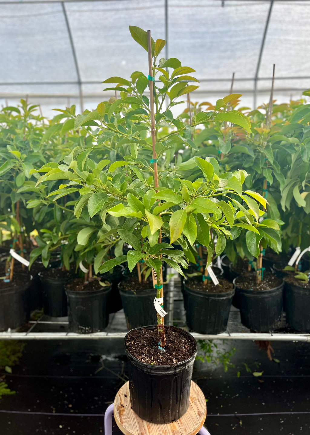 Avocado 'Lula' (Persia americana)