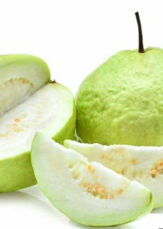 Guava 'Thai White' (Psidium guajava)