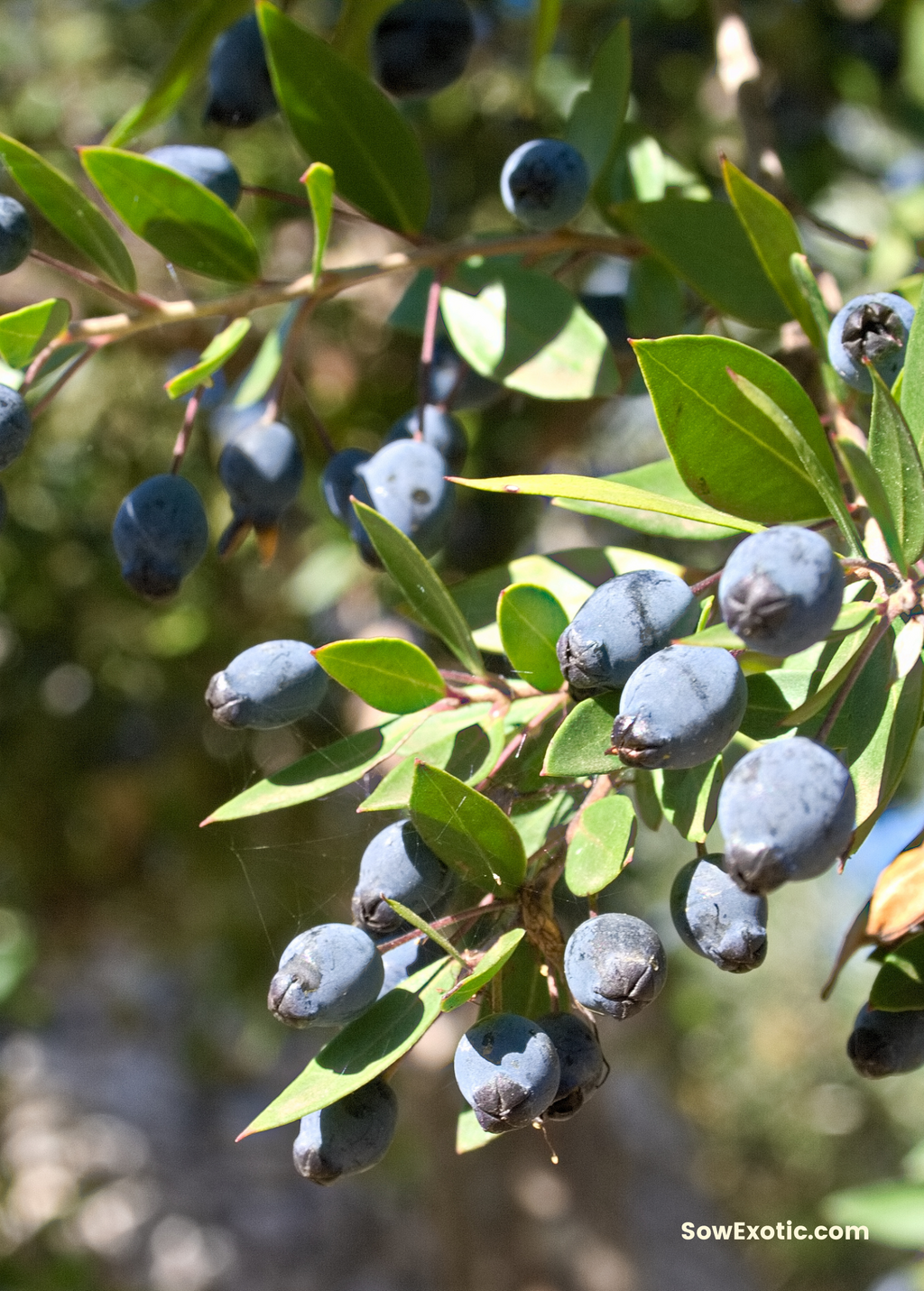 Greek Myrtle (Myrtus communis)