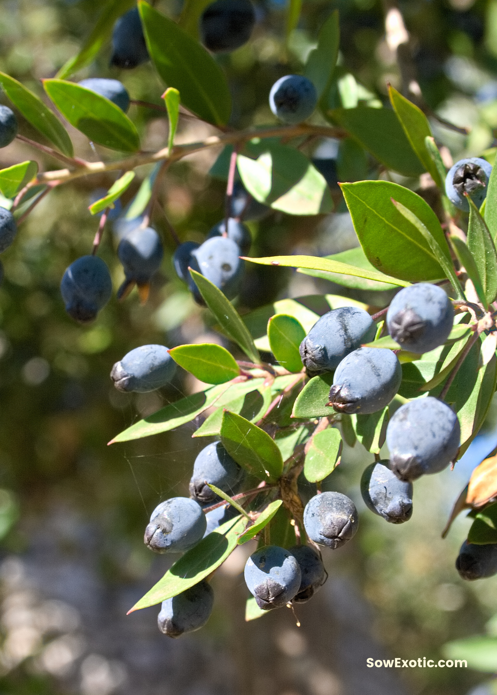 Greek Myrtle (Myrtus communis)