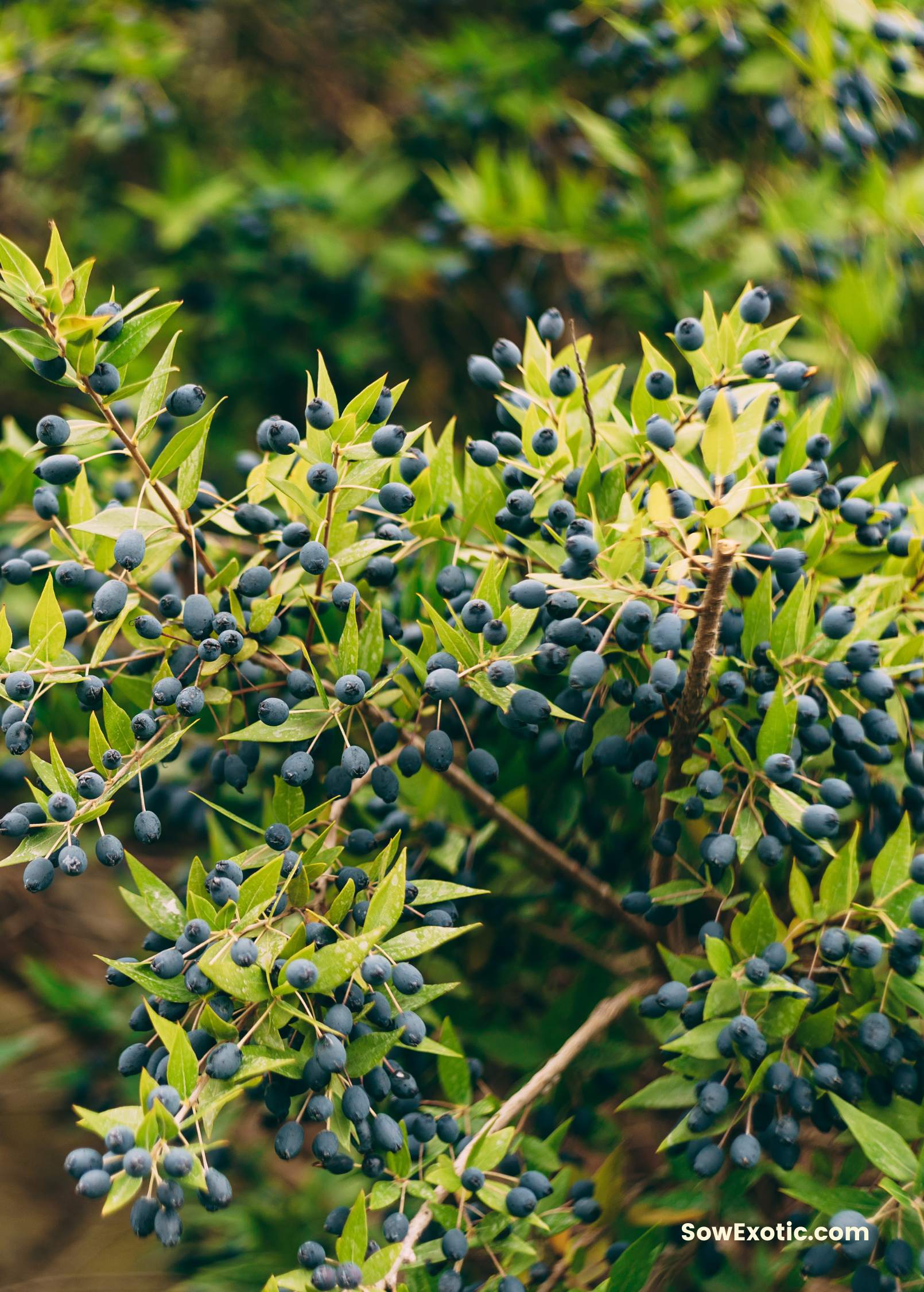 Greek Myrtle (Myrtus communis)