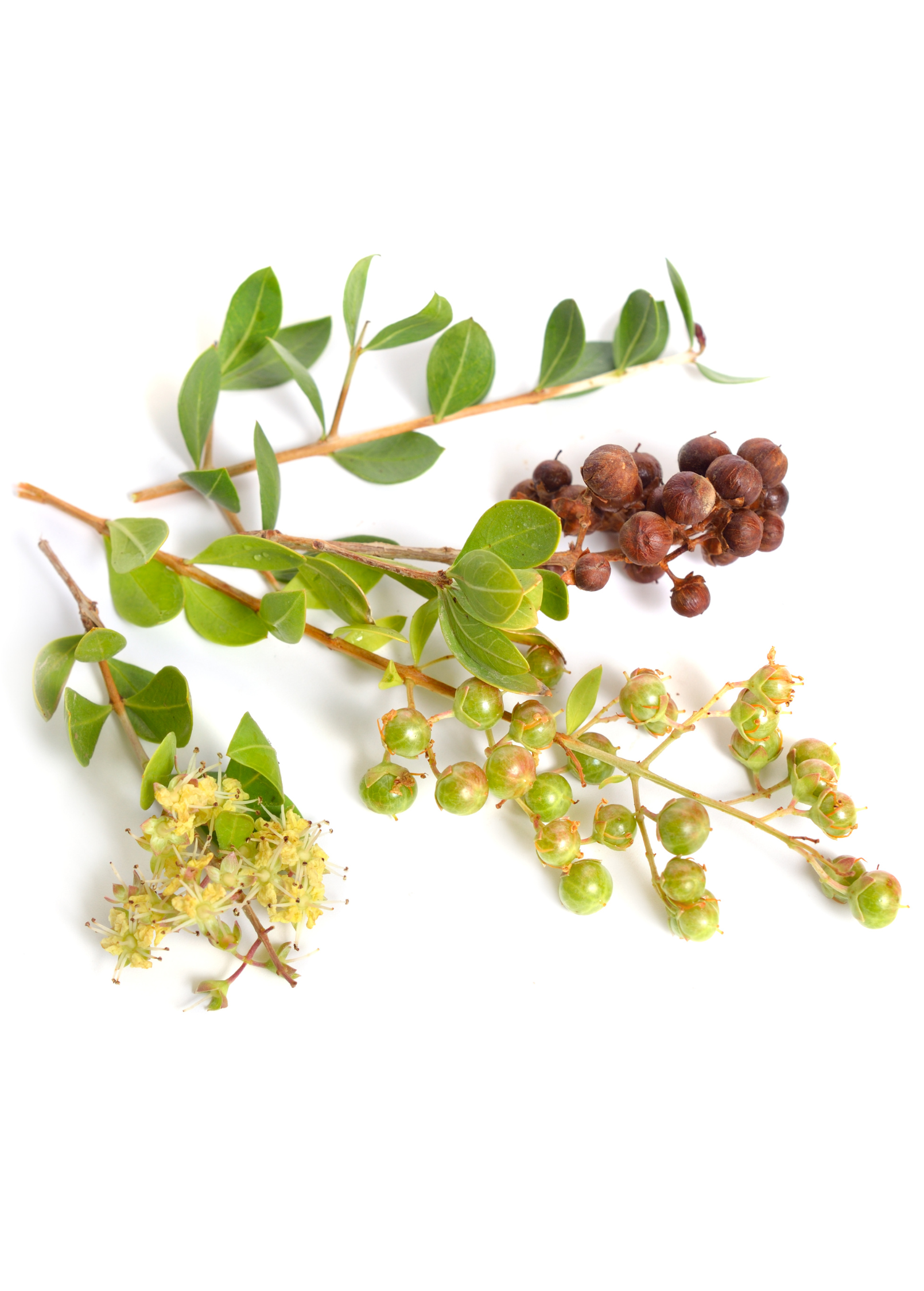 Henna (Lawsonia inermis)