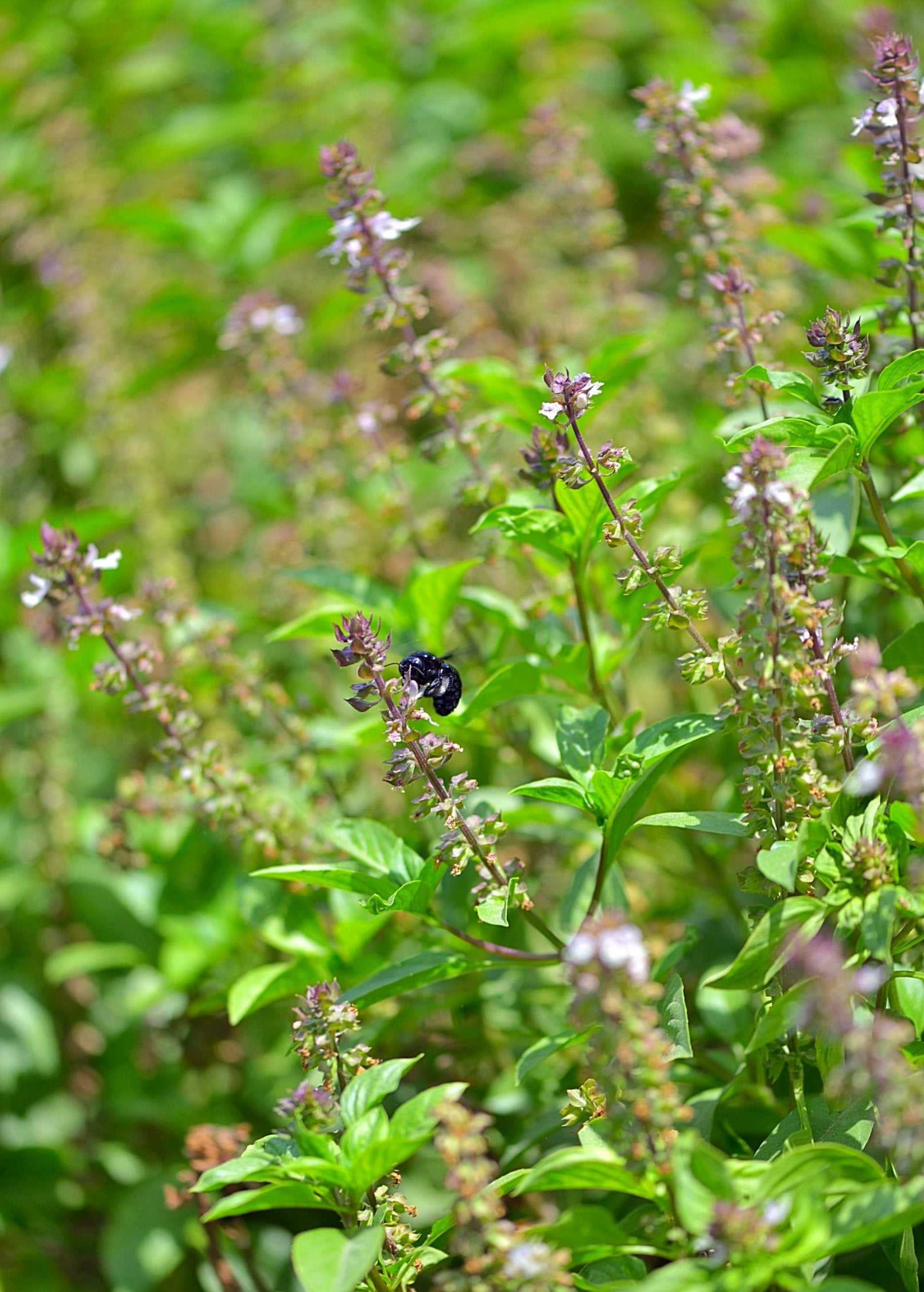 Tulsi 'Rama' (Ocimum sanctum)