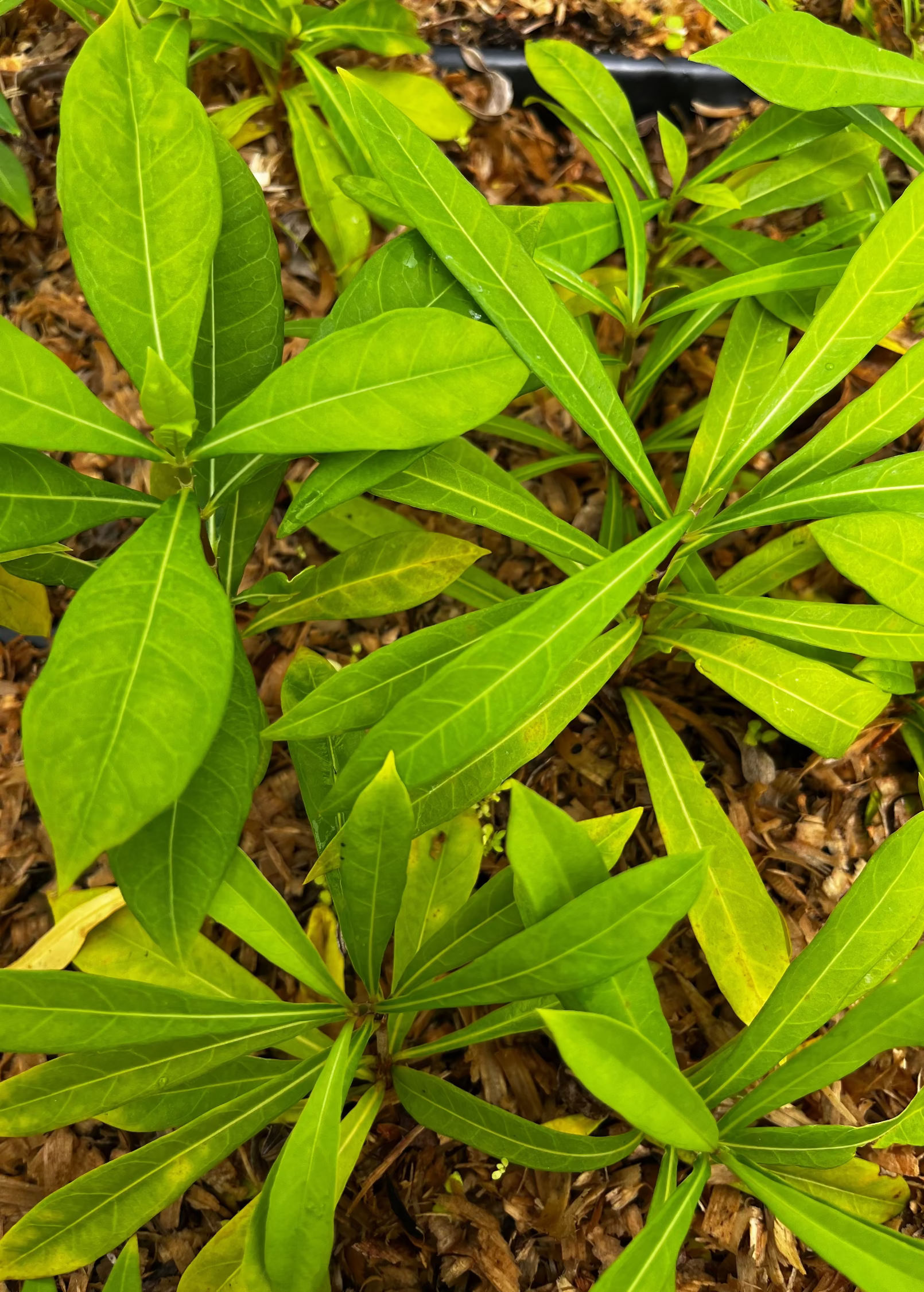 Jamaican Strongback (Desmodium incanum)