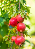 Pomegranate 'Kara Bala Miursal' Punica granatum)