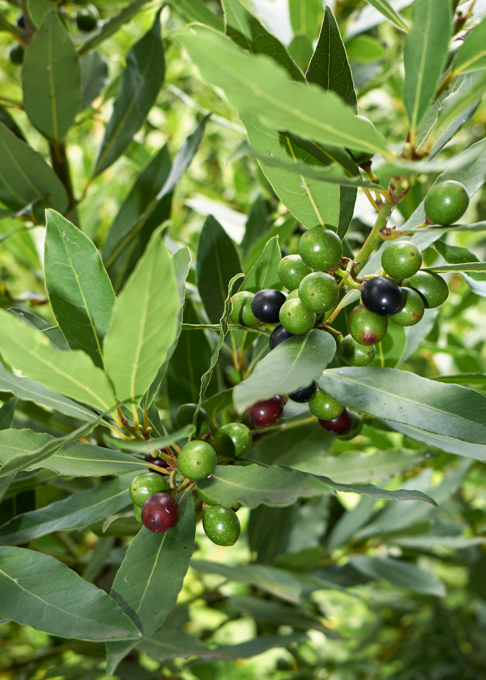Bay Leaf, Bay Laurel (Laurus nobilis)
