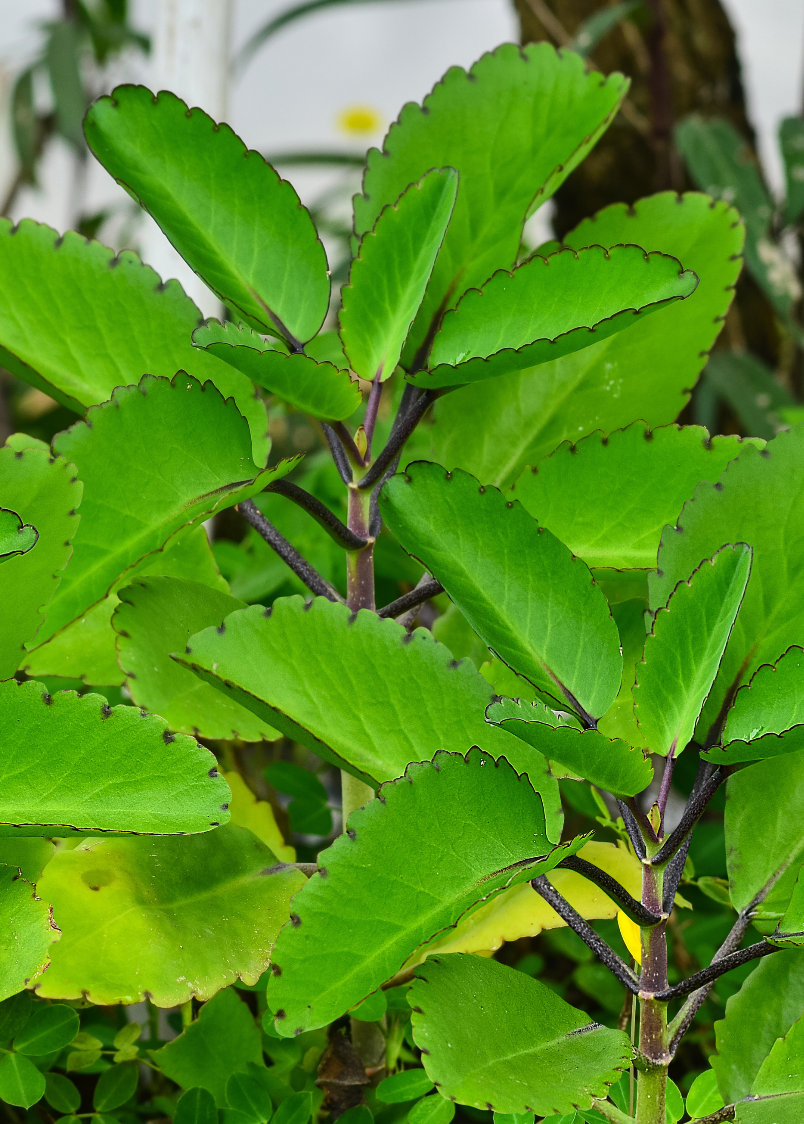 Leaf of Life (Bryophyllum pinnatum)