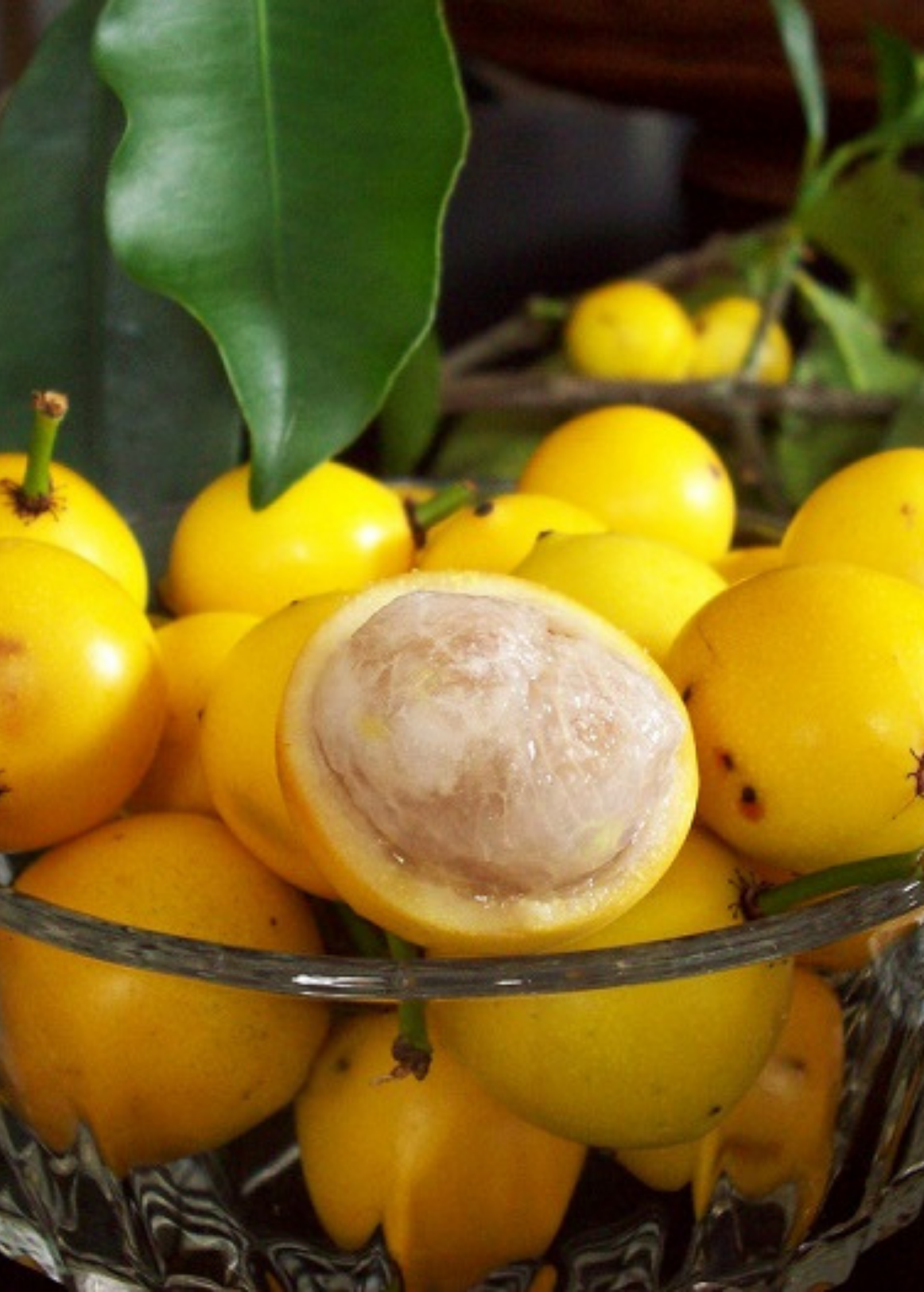 Lemon Drop Mangosteen (Garcinia intermedia)
