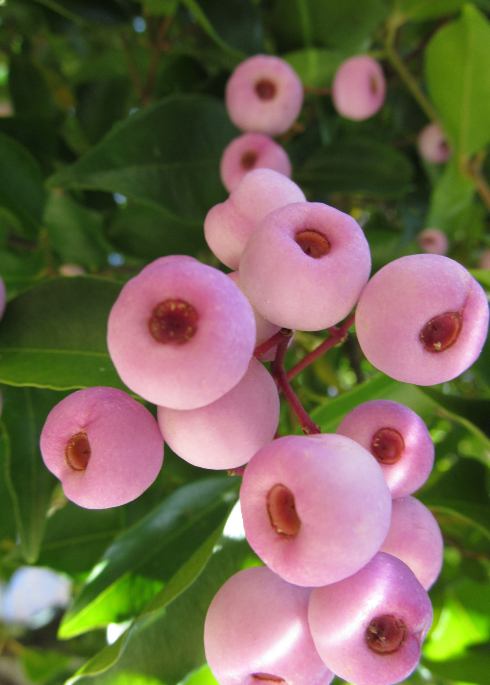 Lilly Pilly (Syzygium smithii, Acmena smithii)