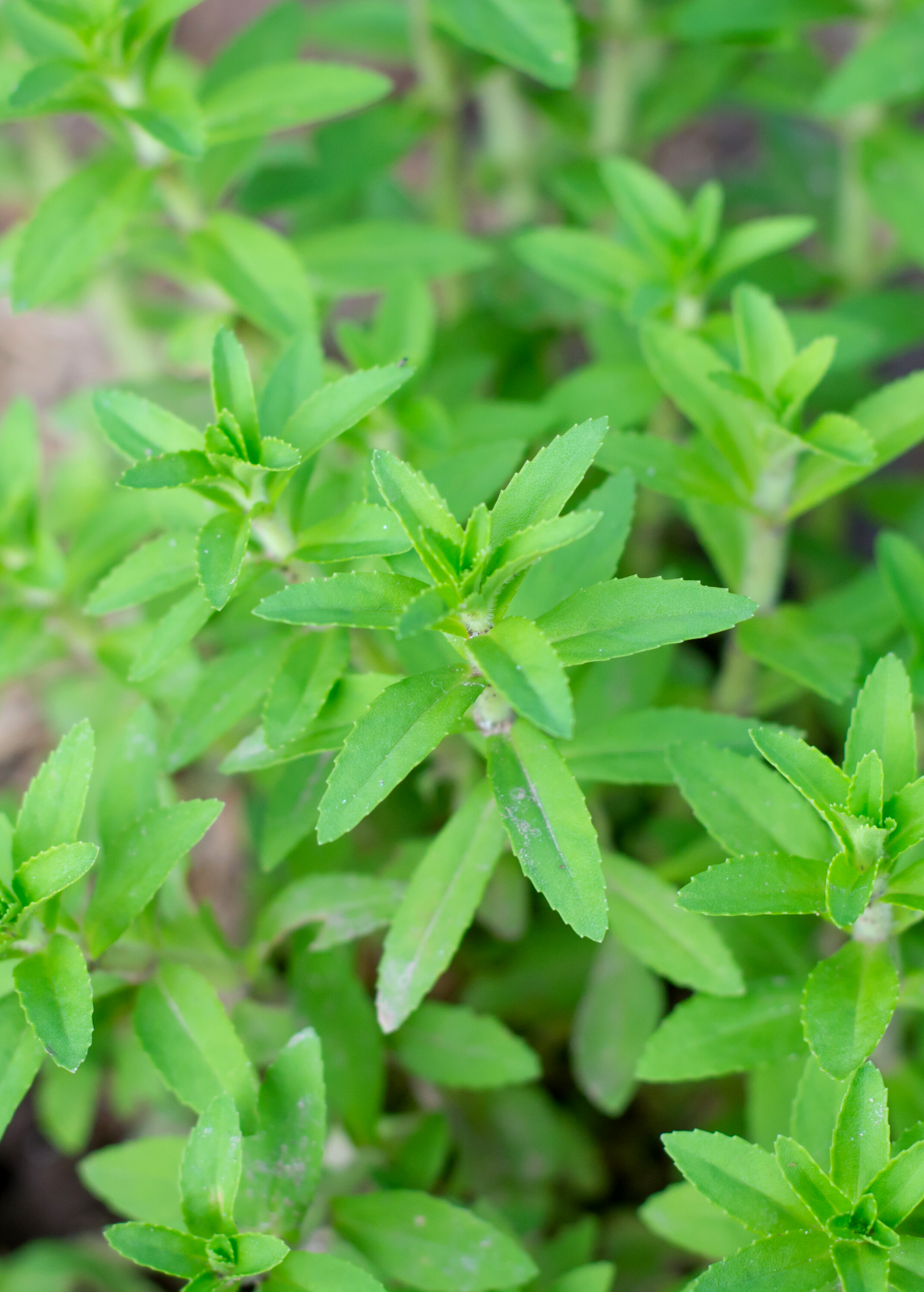 Rau Om, Rice Paddy Herb (Limnophila aromatica)