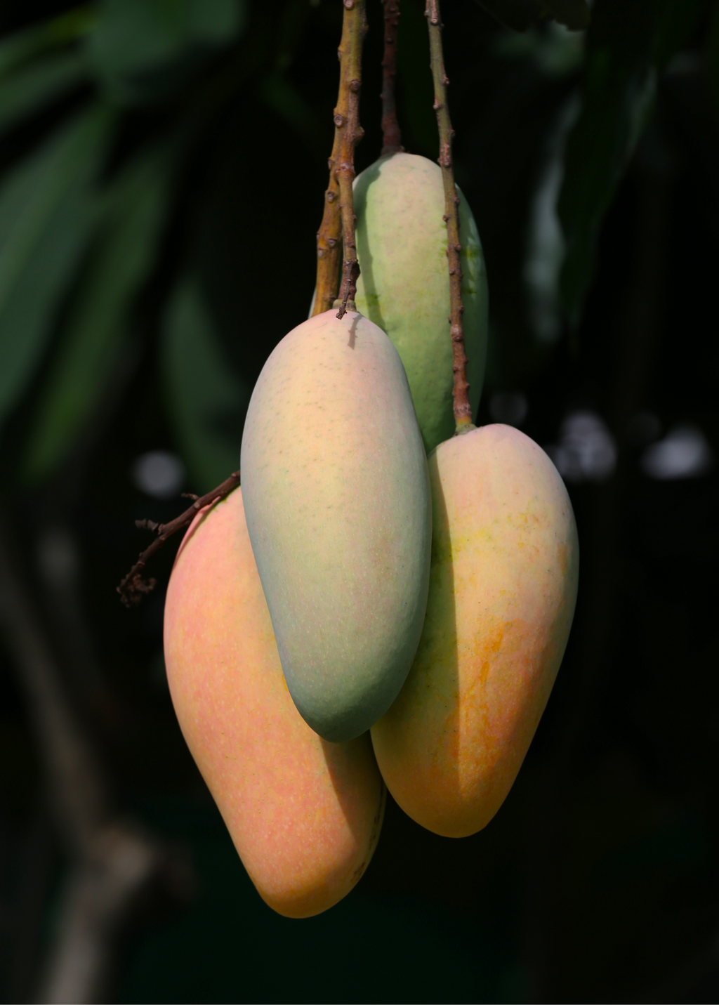 Rare Mango Bundle: Mahachanook + Egg of the Sun