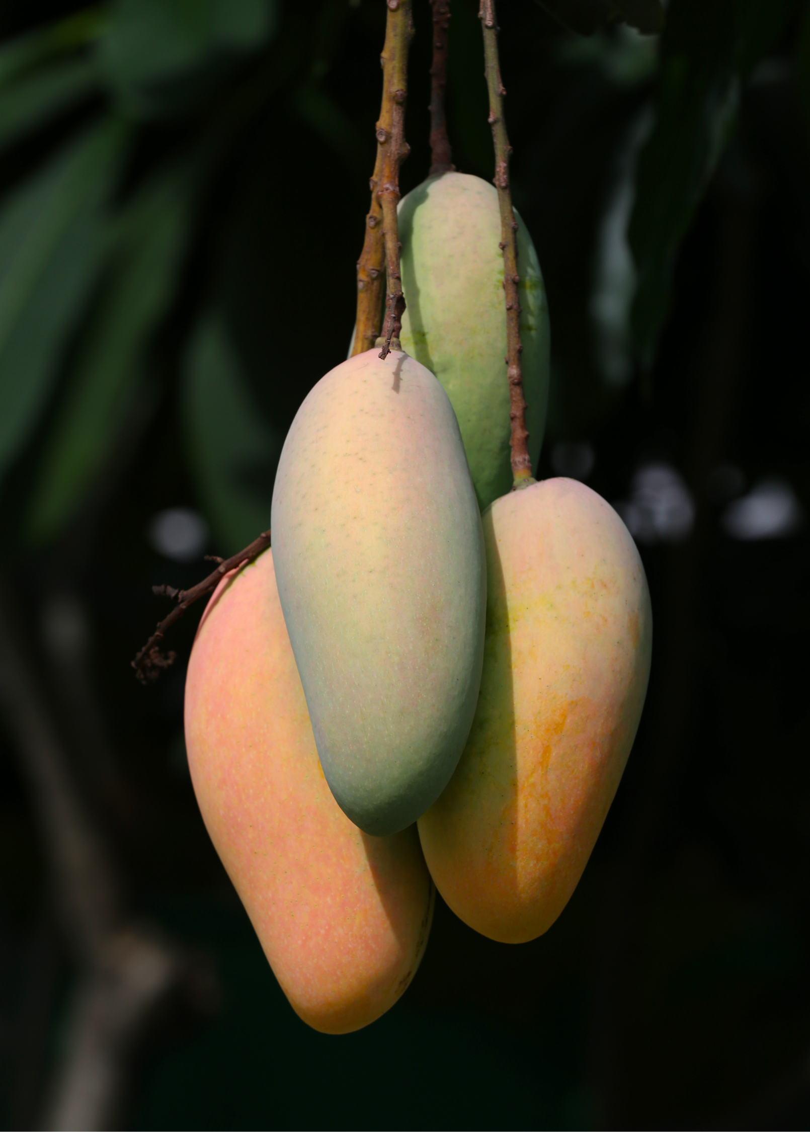 Rare Mango Bundle: Mahachanook + Egg of the Sun