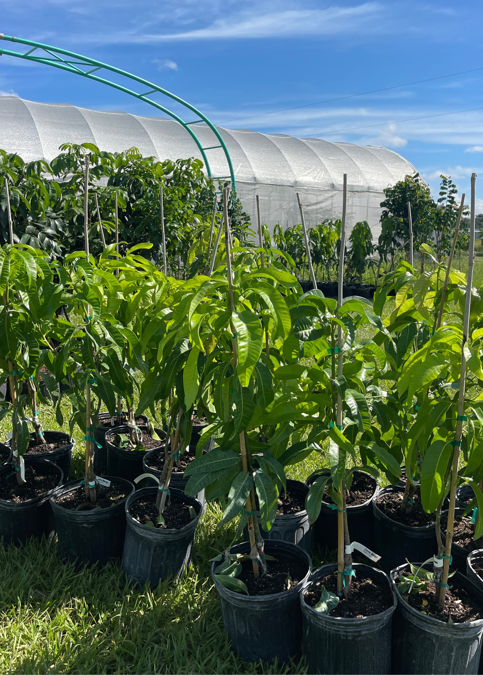 XL Mango Tree Bundle: 'Mallika' + 'Nam Doc Mai'