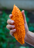 Bitter Melon, Indian (Momordica charantia)