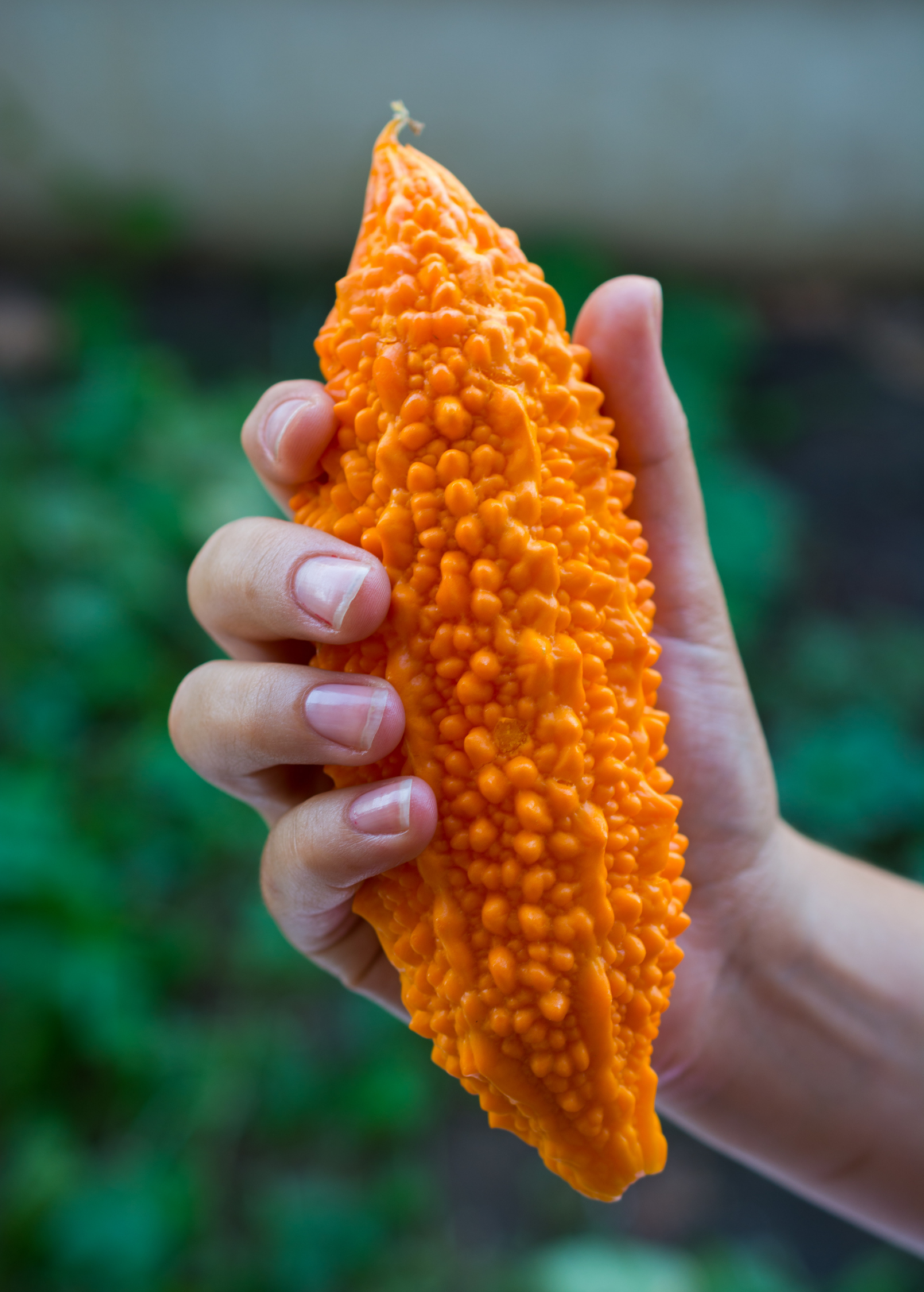 Bitter Melon, Indian (Momordica charantia)