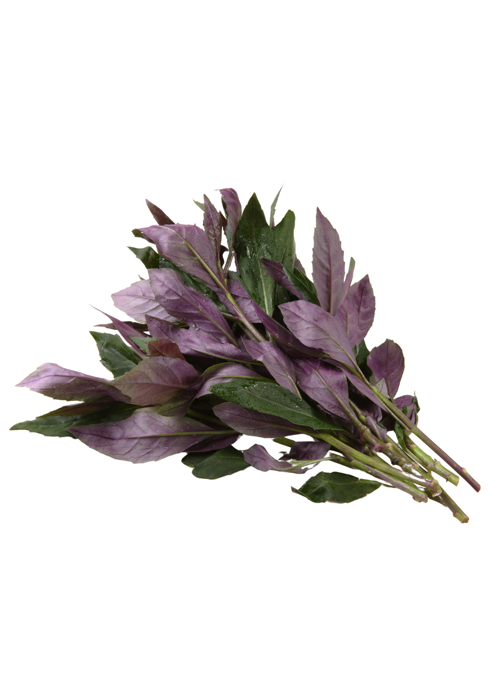 Okinawan Spinach (Gynura crepioides)