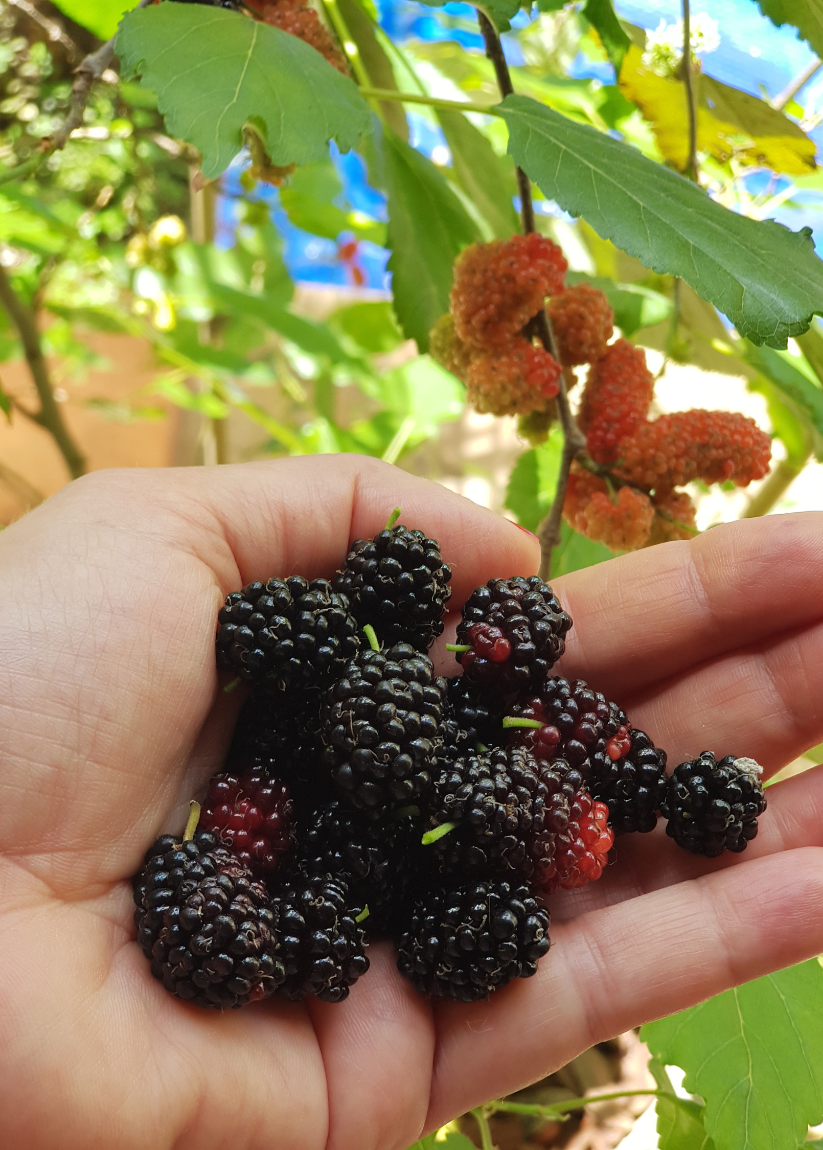 Mulberry 'Everbearing' (Morus nigra)