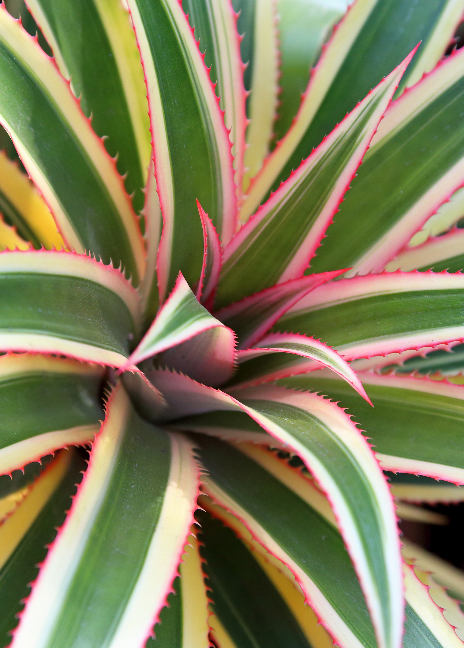 Pineapple Bundle: 'White Jade', 'Variegated Juicy', & 'Elite Gold'