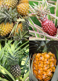 Pineapple Bundle: 'White Jade', 'Variegated Juicy', & 'Elite Gold'