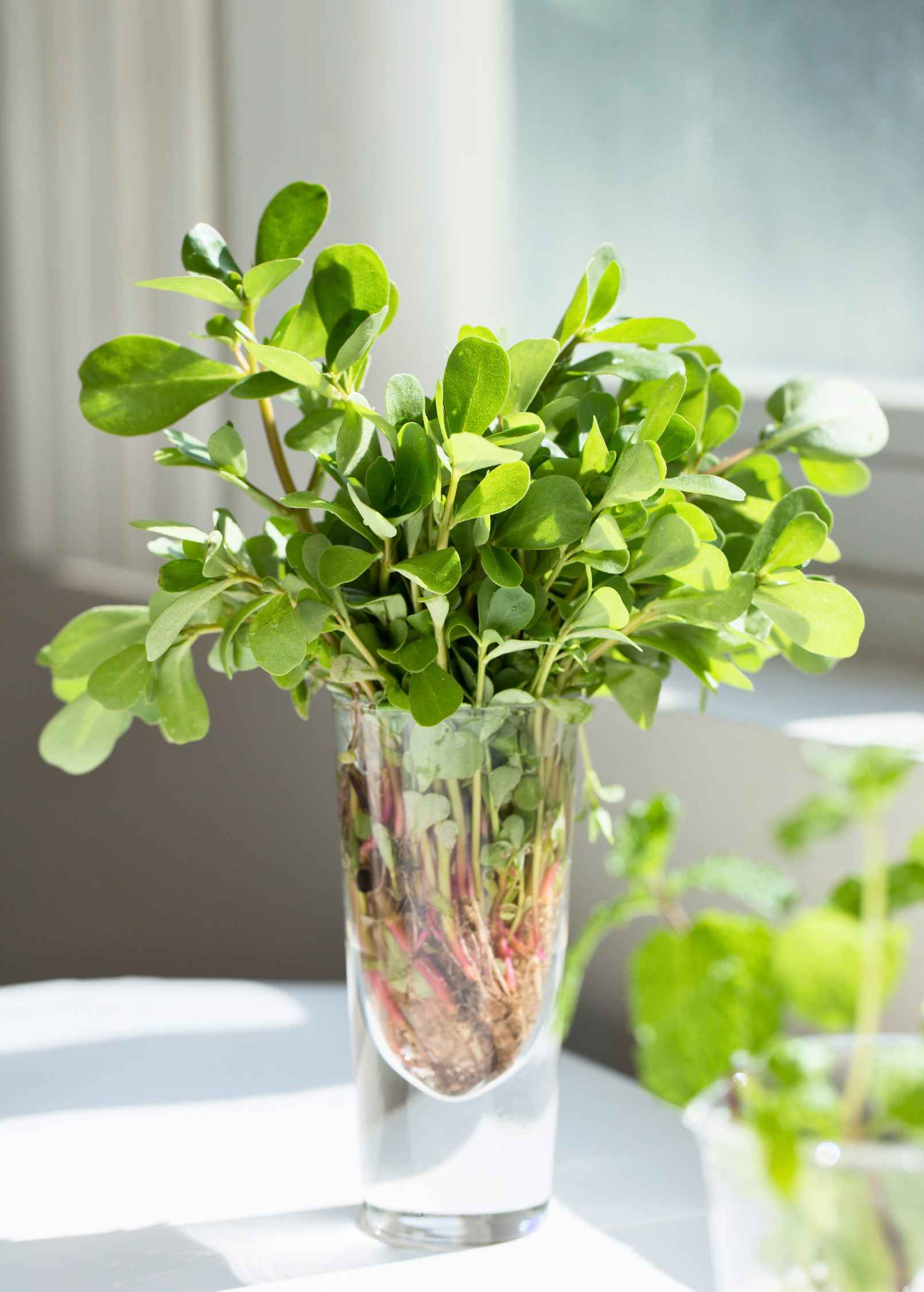 Purslane (Portulaca oleracea)