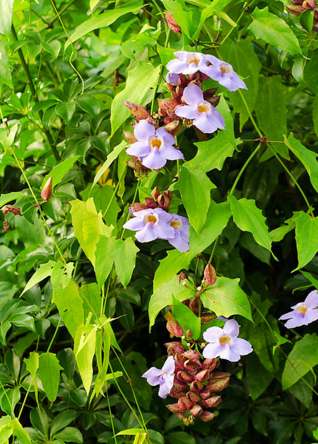 Rang Jued (Thunbergia laurifolia)