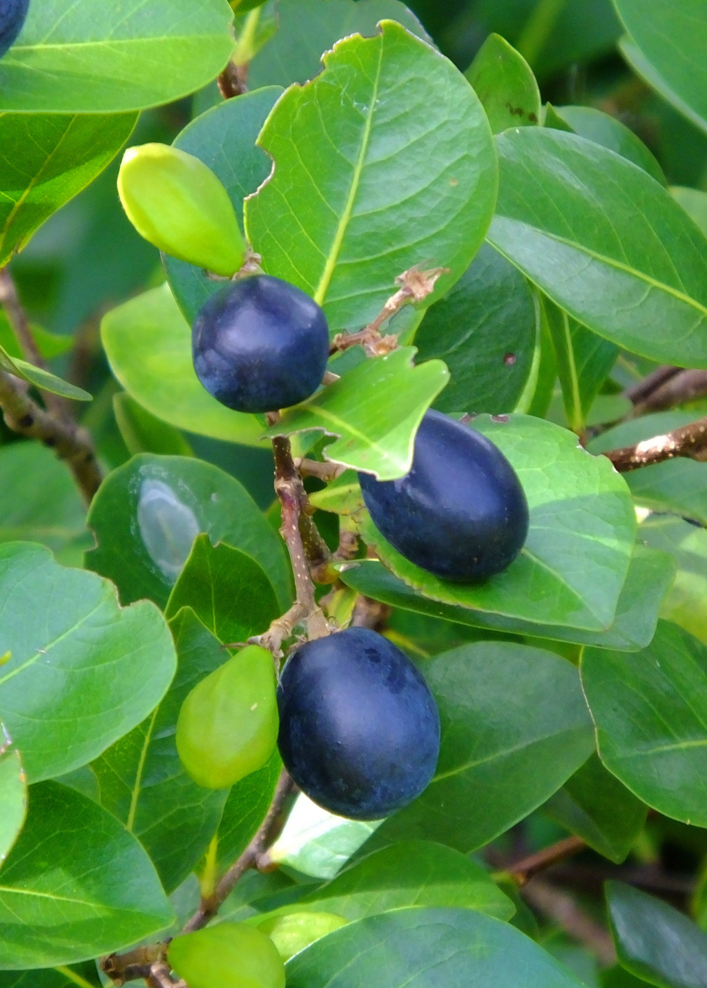 Red-tipped Cocoplum (Chrysobalanus icaco)