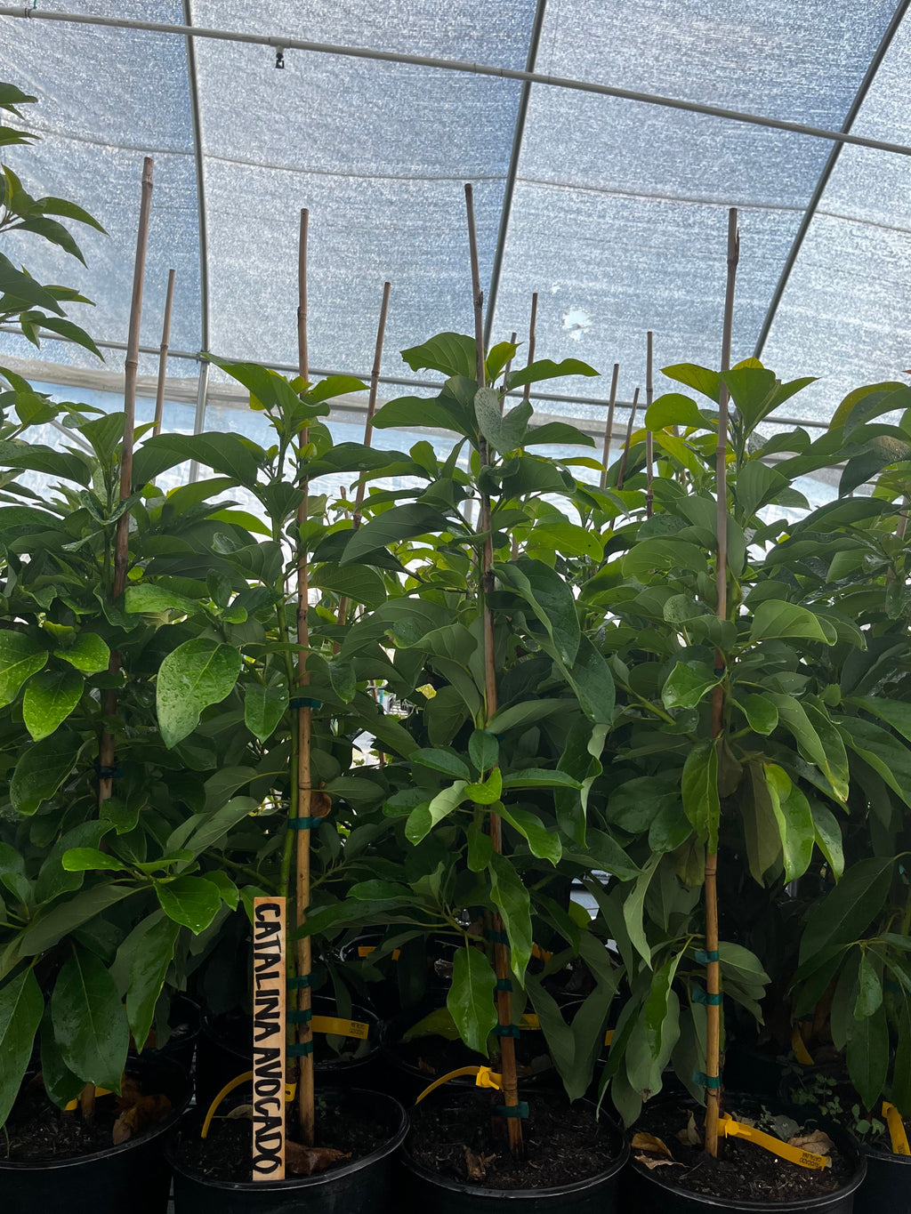 Avocado 'Catalina' (Persia americana)