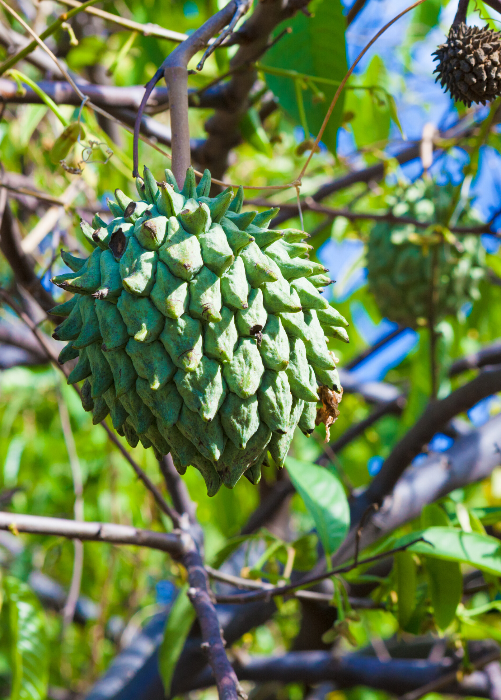 Rollinia Seedling (Rollinia deliciosa)