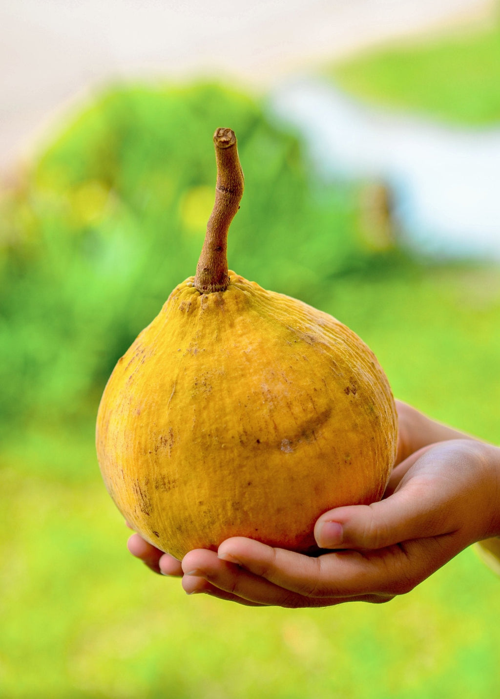 Santol (Sandoricum koetjape)