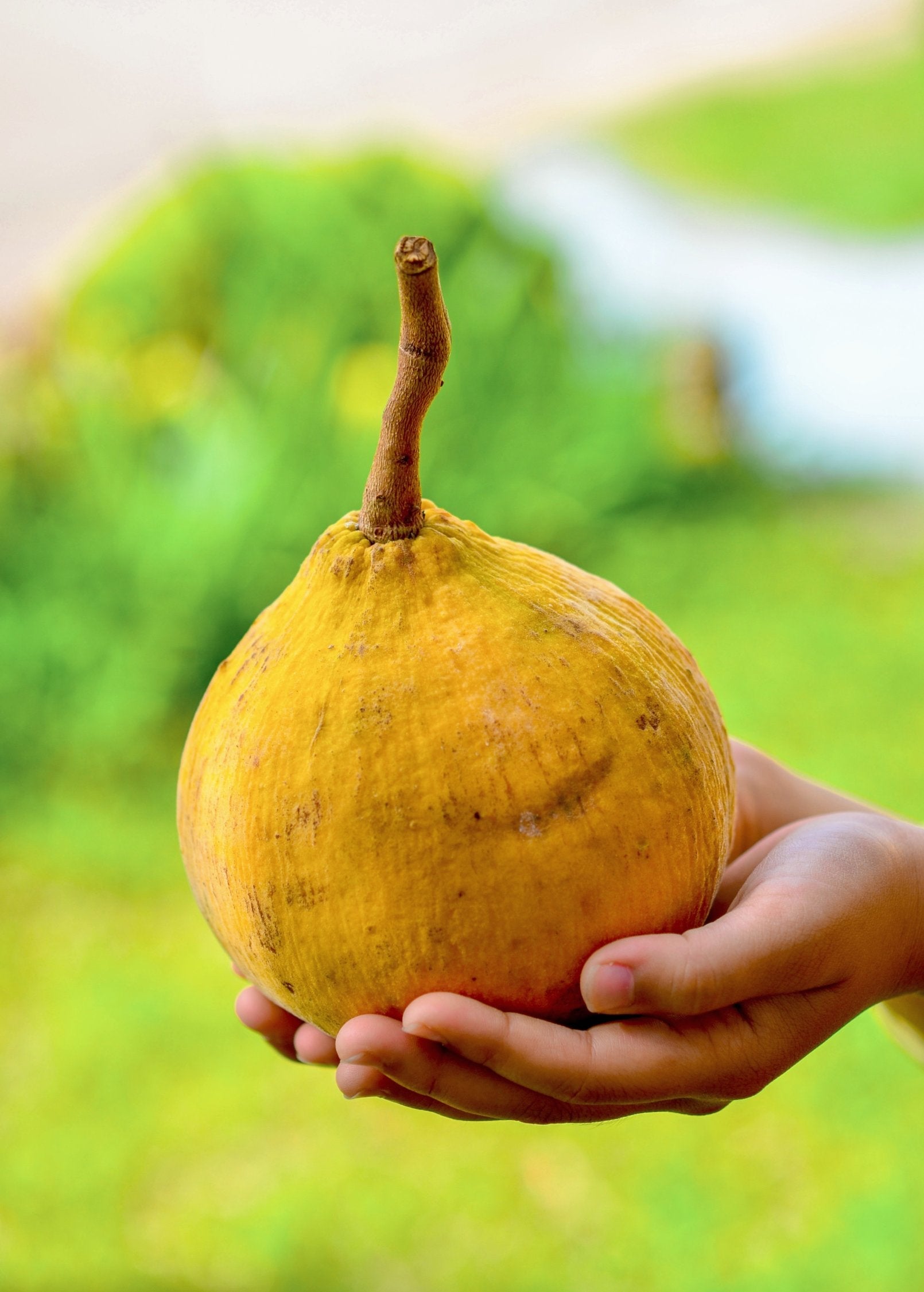 Santol (Sandoricum koetjape)