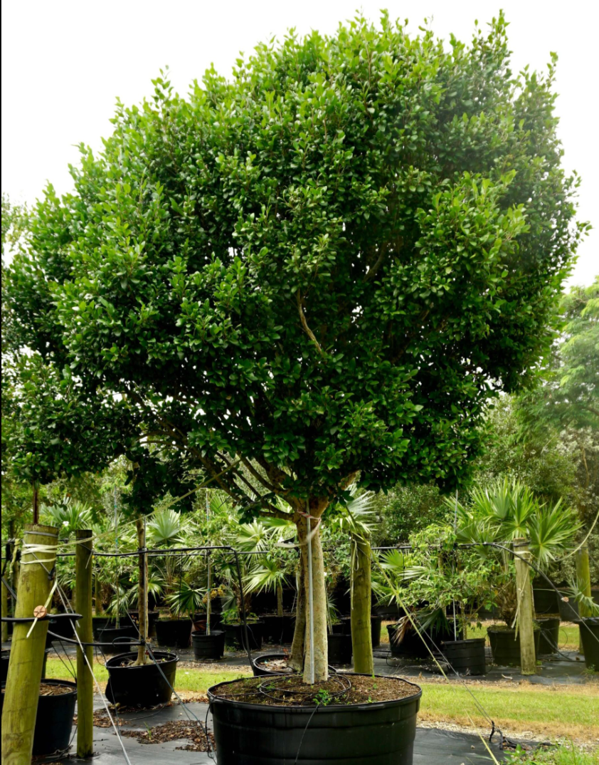 Pigeon Plum (Coccoloba diversifolia)